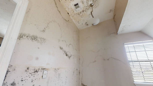 Best Water Damage & Mold Remediation  in Teaticket, MA