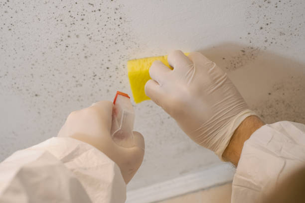 Best Comprehensive Air Testing for Mold Contaminants  in Teaticket, MA